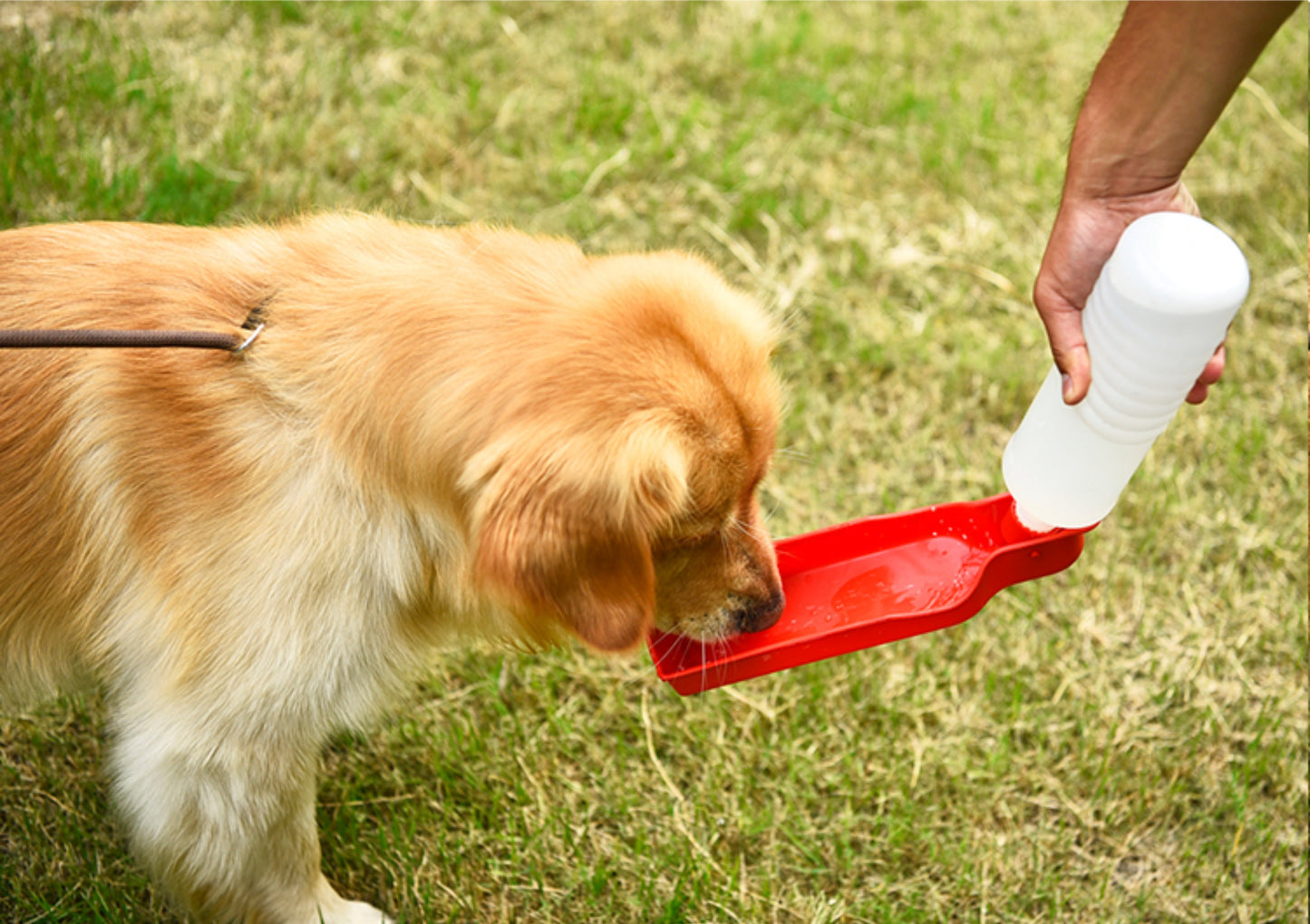 Portable Pet Travel Water Bowl